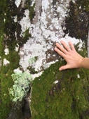 toucher la mousse sur l'arbre